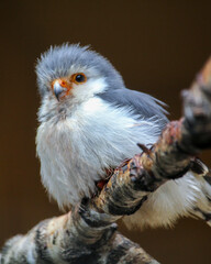 African Pygmy Falcon. Polihierax semitorquatus.