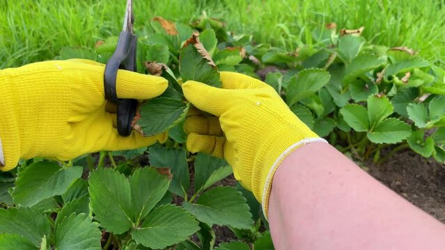 the gardener in yellow gloves Cutting off old dry and diseased Strawberry Leaves. Clean up Strawberry Plant Beds with Straw Mulch in Spring Garden. Pruning Leaf with Spots using Scissors.