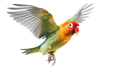 Fototapeta na wymiar Lovebirds, Agapornis, in flight, colorful and beautiful, cuddling and friendly, Nature-themed, photorealistic illustrations in a PNG, cutout, and isolated. Generative AI