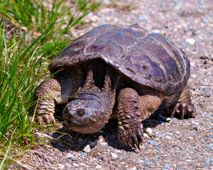 Snapping Turtle Photo and Image.  Close-up view out of the water and looking to find a suitable nest site in its environment.