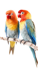Fototapeta na wymiar two Lovebirds sitting on a branch, colorful and beautiful, cuddling and friendly, Nature-themed, photorealistic illustrations in a PNG, cutout, and isolated. Generative AI