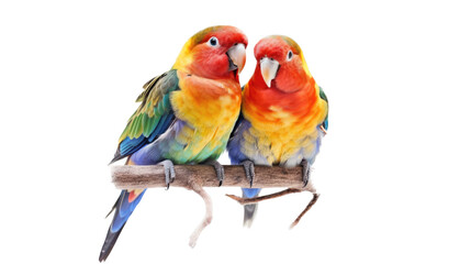 two Lovebirds sitting on a branch, colorful and beautiful, cuddling and friendly, Nature-themed, photorealistic illustrations in a PNG, cutout, and isolated. Generative AI