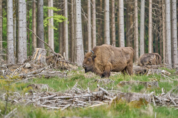 European wood Bison, also Wisent at Rothaarsteig, Sauerland.