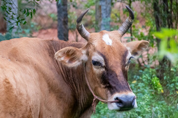 Naklejka na ściany i meble close-up profile of an indian cow