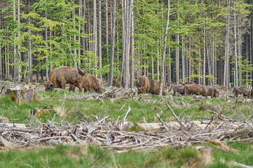 European wood Bison, also Wisent at Rothaarsteig, Sauerland.