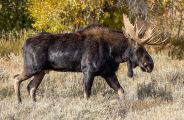 Bull Moose During the Fall Rut in Wyoming