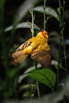 Yellow bird