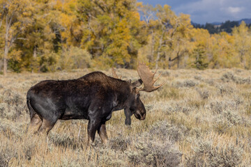 Bull Moose During the Fall Rut in Wyoming