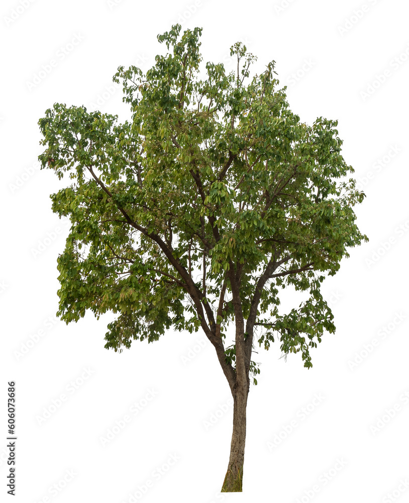 Poster Green tree isolated on transparent background with clipping path and alpha channel.