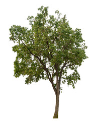 Green tree isolated on transparent background with clipping path and alpha channel.