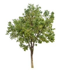 Green tree isolated on transparent background with clipping path and alpha channel.