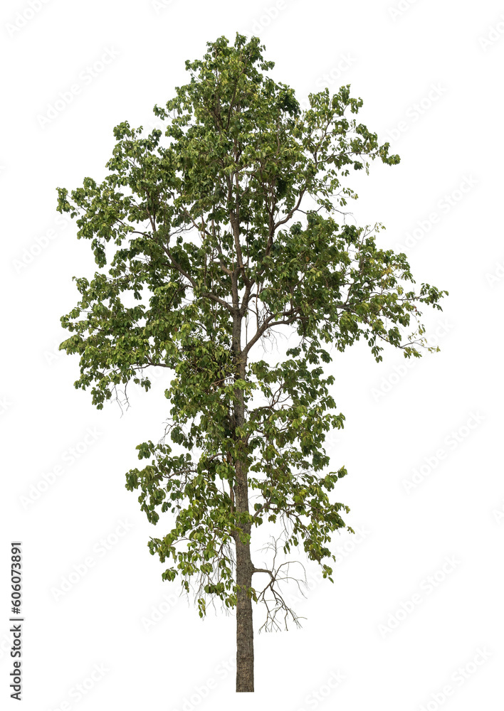 Aufkleber Green tree isolated on transparent background with clipping path and alpha channel.