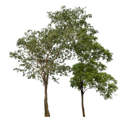 Green tree isolated on transparent background with clipping path and alpha channel.