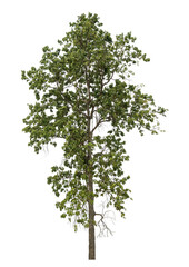 Green tree isolated on transparent background with clipping path and alpha channel.