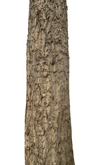 Fototapeta premium Trunk of a tree Isolated On transparent Background...