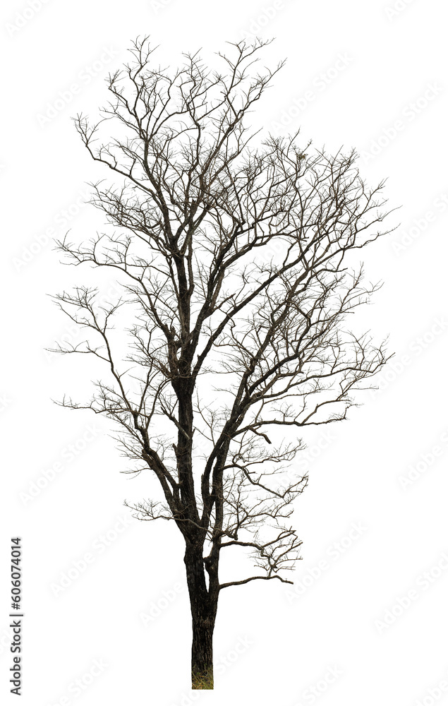 Poster dead tree isolated on transparent background with clipping path and alpha channel.