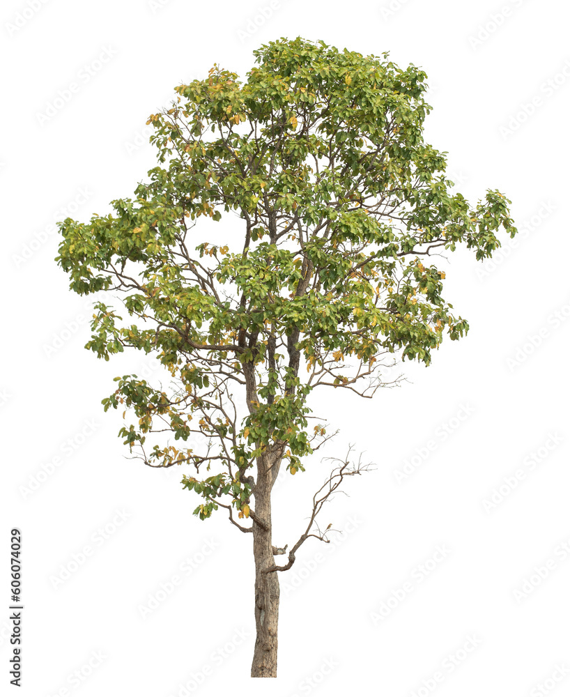 Aufkleber green tree isolated on transparent background with clipping path and alpha channel.