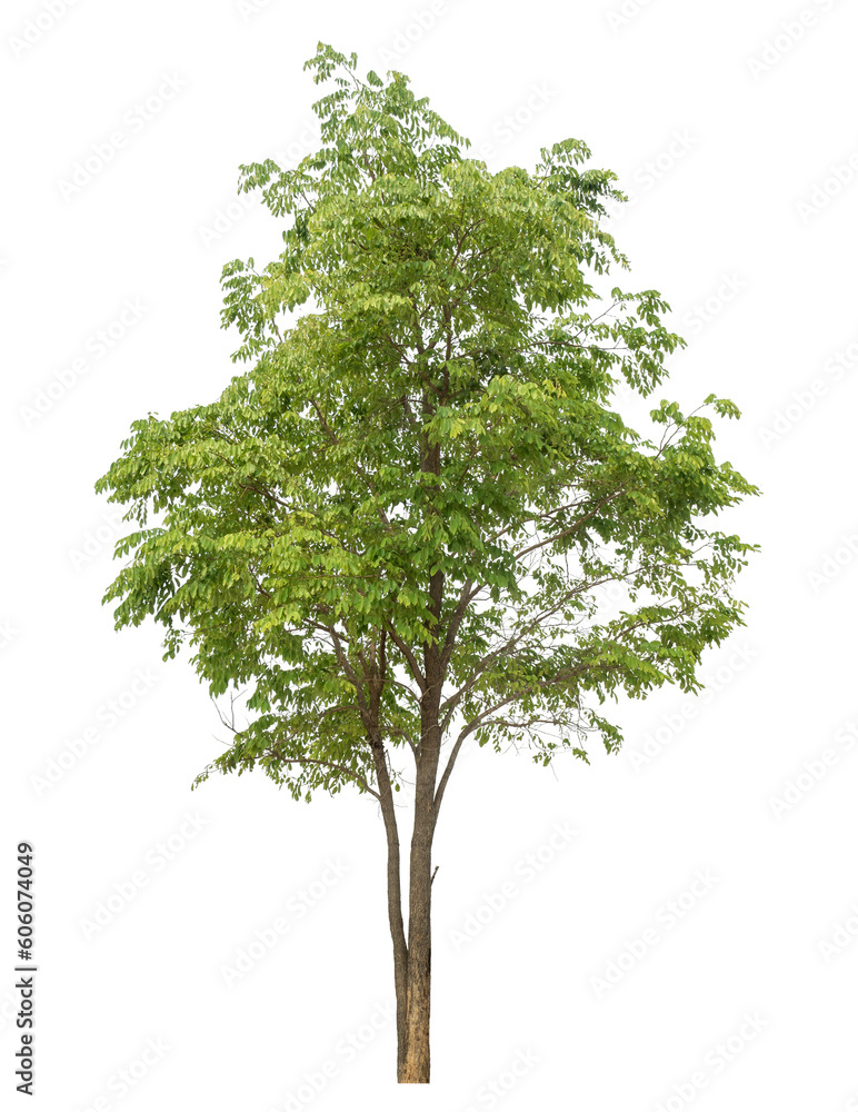 Aufkleber green tree isolated on transparent background with clipping path and alpha channel.