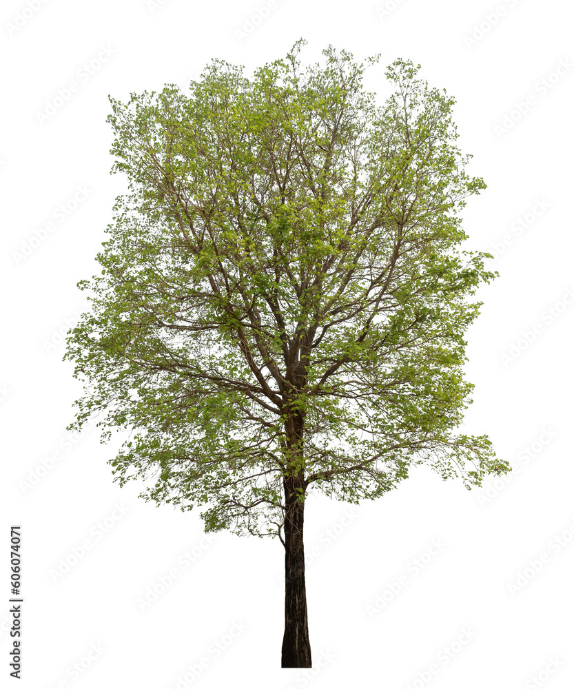 Poster Green tree isolated on transparent background with clipping path and alpha channel.