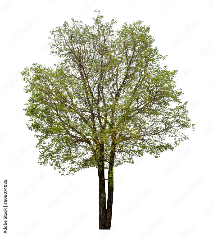 Poster Green tree isolated on transparent background with clipping path and alpha channel.