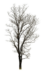 Obraz premium dead tree isolated on transparent background with clipping path and alpha channel.