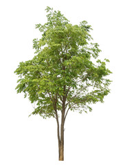 Obraz premium Green tree isolated on transparent background with clipping path and alpha channel.