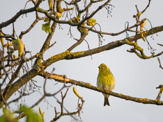 Yellowhammer, Emberiza citrinella. A bird sits on a branch