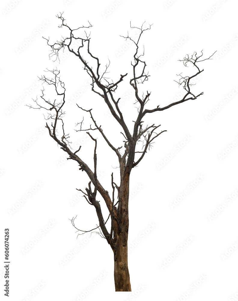 Aufkleber dead tree isolated on transparent background with clipping path and alpha channel.