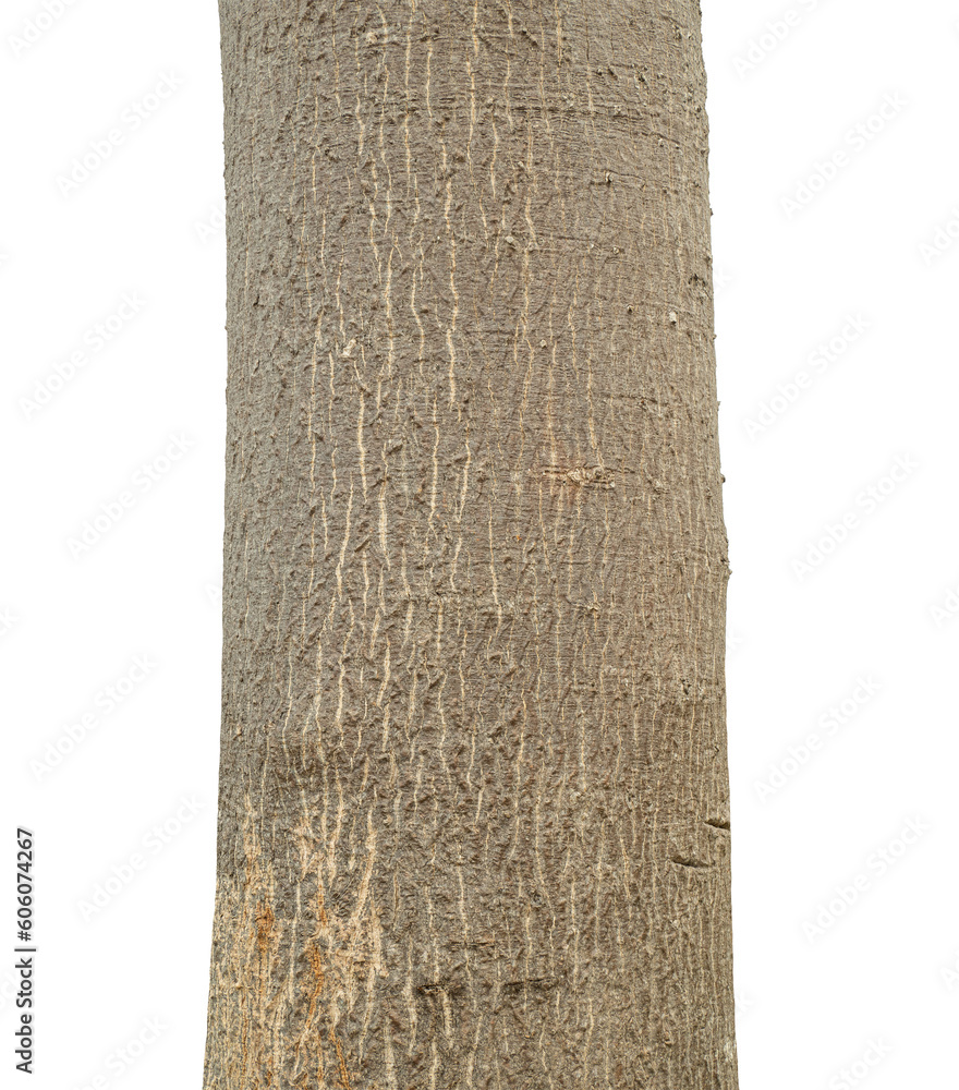 Poster trunk of a tree isolated on transparent background.