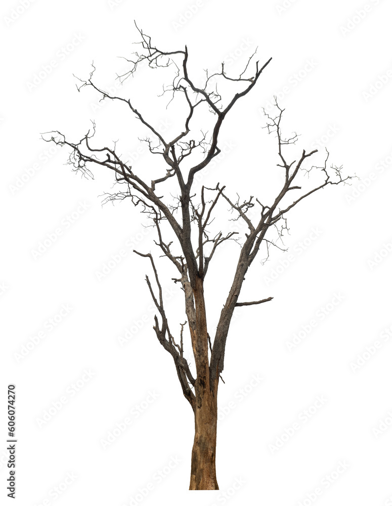 Poster dead tree isolated on transparent background with clipping path and alpha channel.