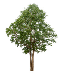 Fototapeta premium Green tree isolated on transparent background with clipping path and alpha channel.