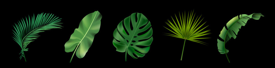 Green exotic jungle leaves set. Monstera, philodendron, fan palm, banana leaf, areca palm vector illustration. Tropic botanical elements on black background. Floral collection