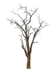 dead tree isolated on transparent background with clipping path and alpha channel.