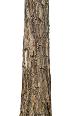 Trunk of a tree Isolated On transparent Background. - obrazy, fototapety, plakaty