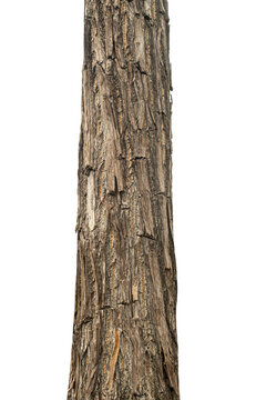 Trunk of a tree Isolated On transparent Background.