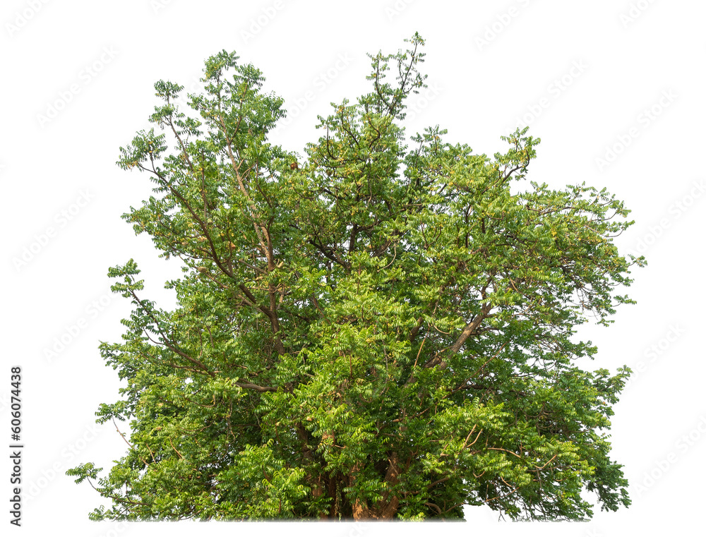 Poster bush isolated on transparent background with clipping path and alpha channel.
