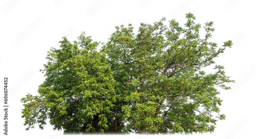 Aufkleber bush isolated on transparent background with clipping path and alpha channel.