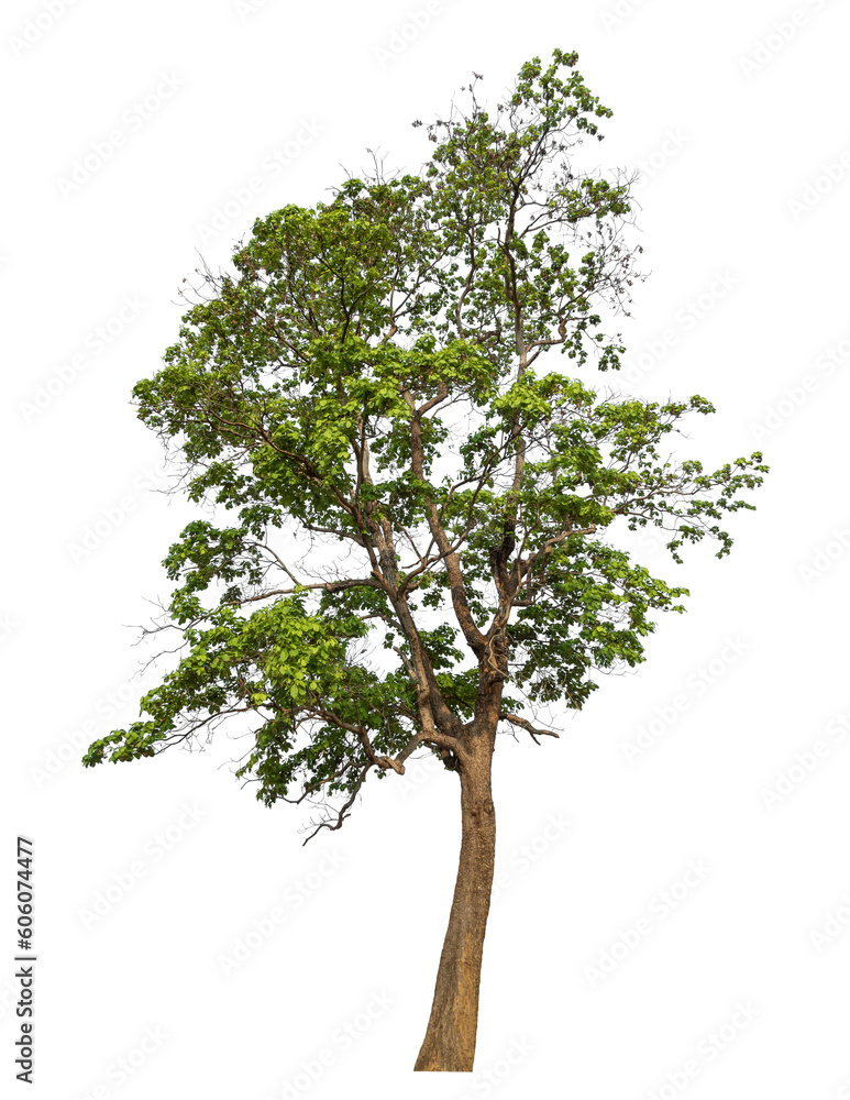 Leinwandbilder Green tree isolated on transparent background with clipping path and alpha channel.
