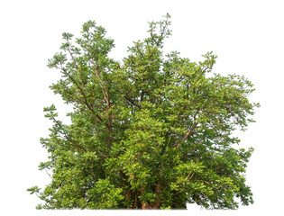 bush isolated on transparent background with clipping path and alpha channel.