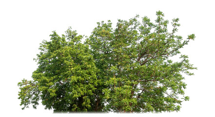 bush isolated on transparent background with clipping path and alpha channel.