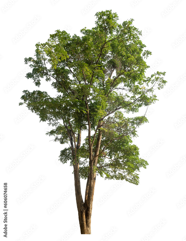 Poster Green tree isolated on transparent background with clipping path and alpha channel.