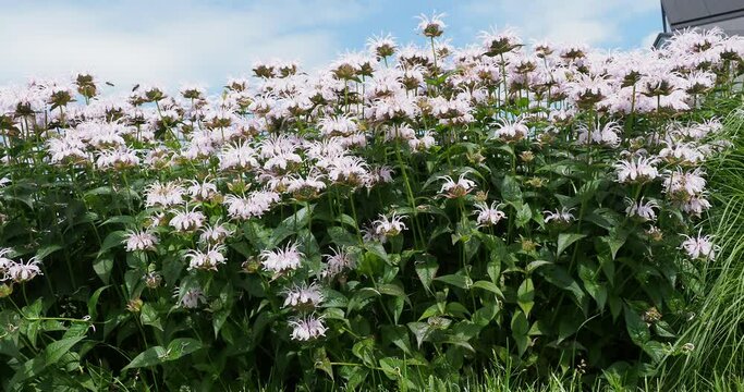 (Monarda 'Neon') Flowering bee balm alias wild bergamot as ornamental plant in a garden with aromatic deep green leaves
