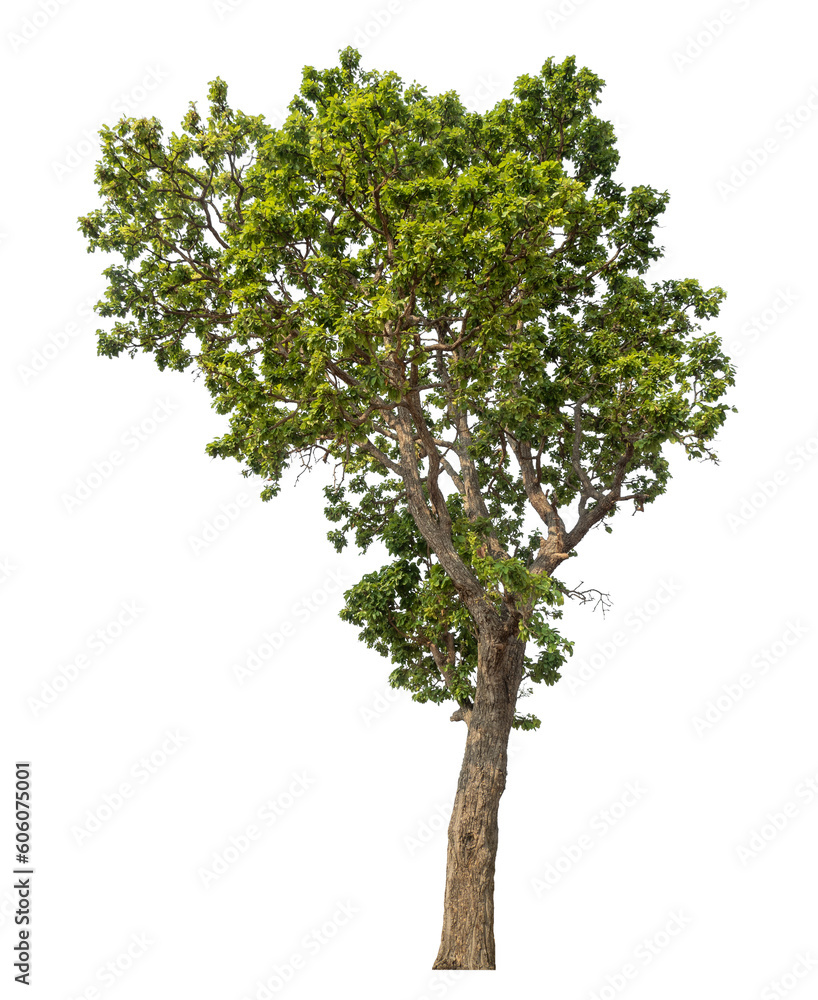 Aufkleber Green tree isolated on transparent background with clipping path and alpha channel.