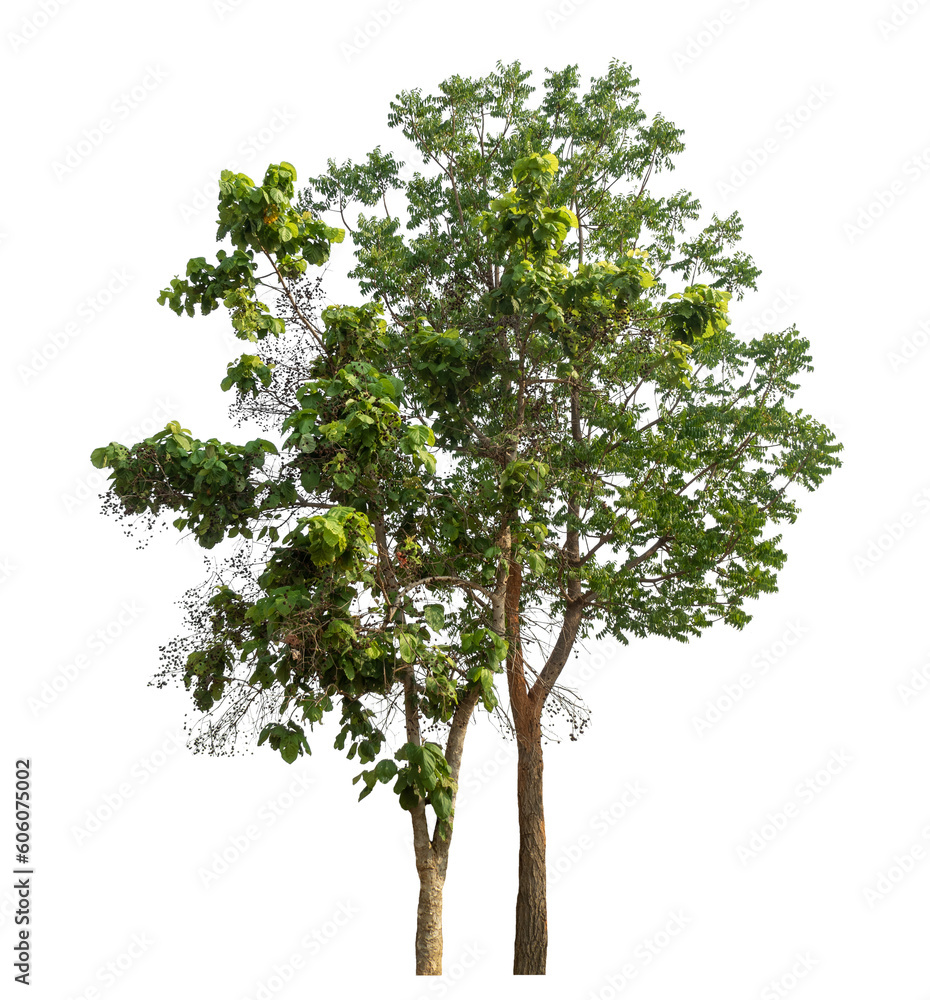 Poster Green tree isolated on transparent background with clipping path and alpha channel.