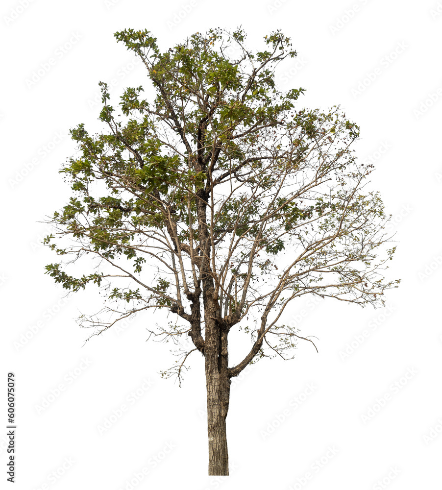 Poster tree isolated on transparent background with clipping path and alpha channel.