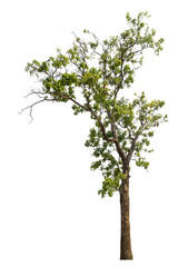 Green tree isolated on transparent background with clipping path and alpha channel..