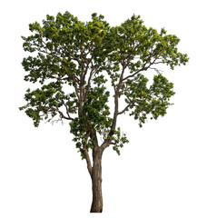 Fototapeta na wymiar Green tree isolated on transparent background with clipping path and alpha channel.