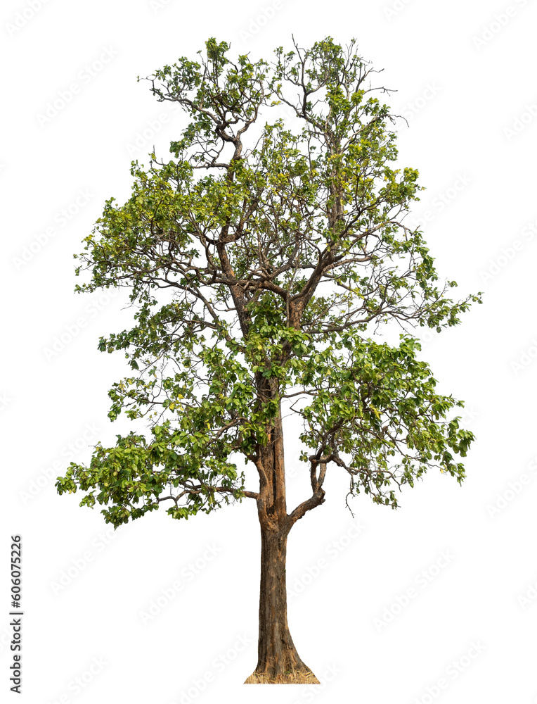 Poster Green tree isolated on transparent background with clipping path and alpha channel.