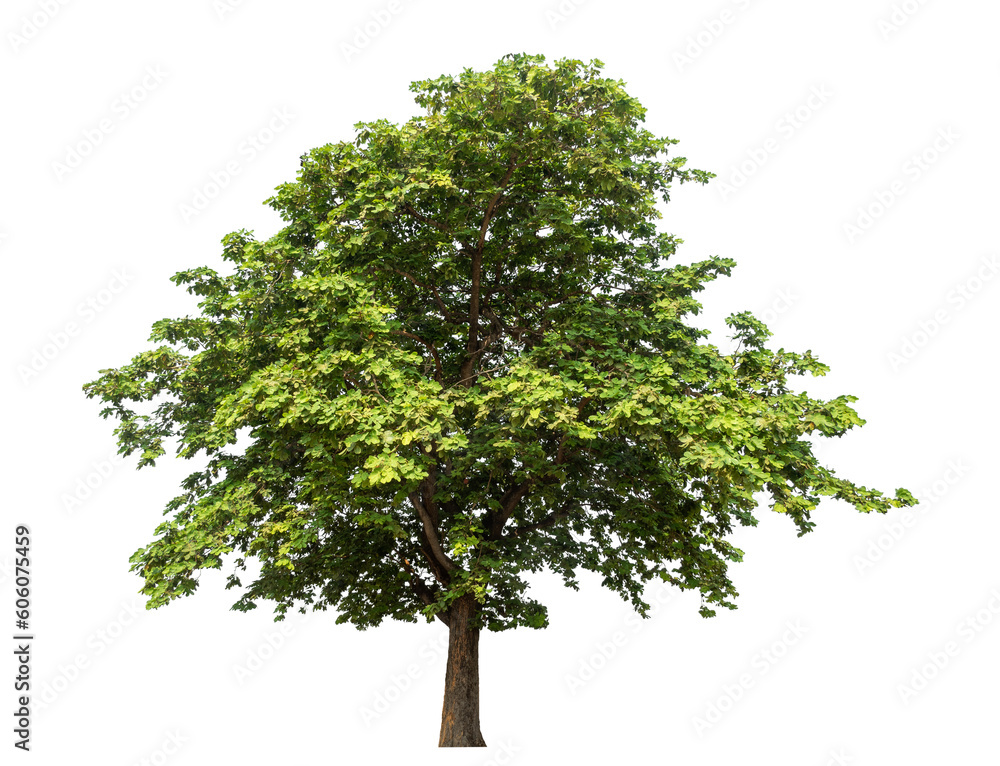 Poster tree isolated on transparent background with clipping path and alpha channel.