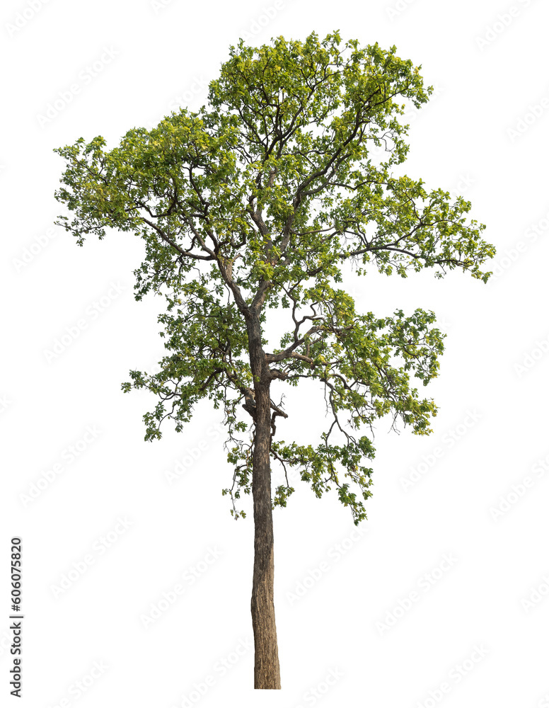 Aufkleber Green tree isolated on transparent background with clipping path and alpha channel.